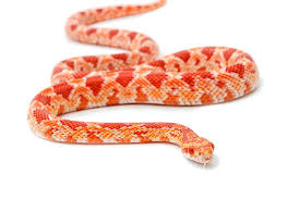 The Benefit of Corn Snakes as a pet