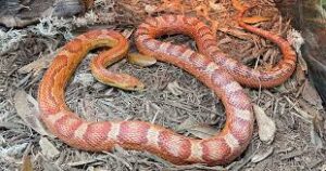 Are Corn Snakes Venomous