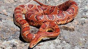 Myths about Corn Snake Venom