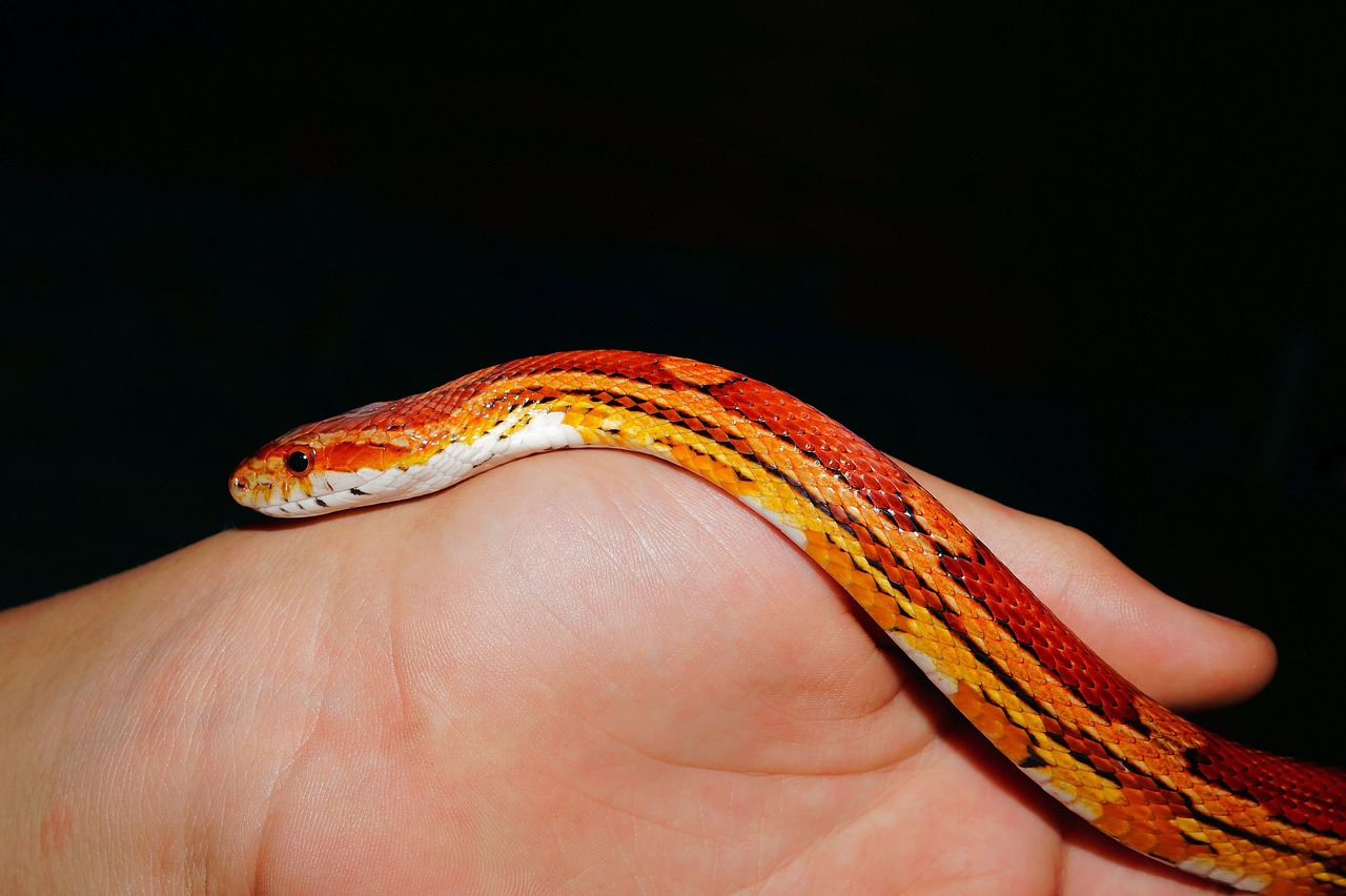 Are Corn Snakes Venomous