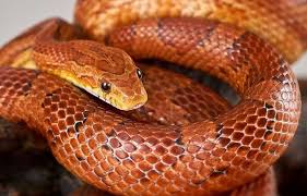 Venom in snakes' evolution and ecology