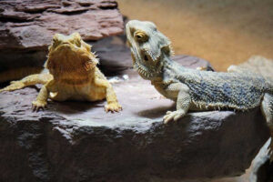 Bearded dragons and carrot consumption