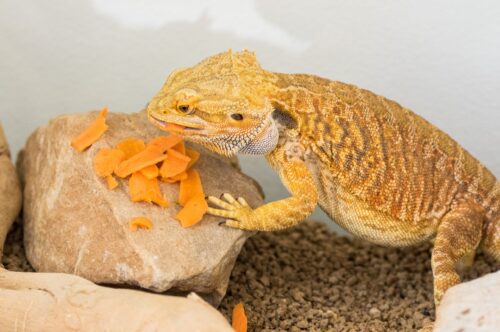 Can Bearded Dragons Eat Carrots