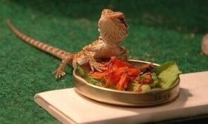 Carrot treats for bearded dragons