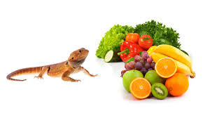 Nutritional value of carrots for bearded dragons