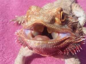 How often can bearded dragons eat carrots