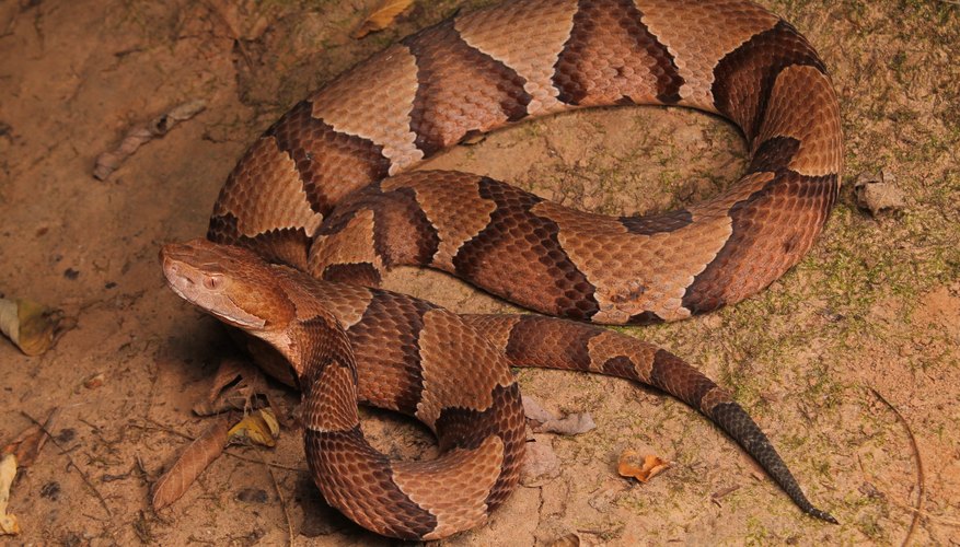 Corn Snake vs Copperhead