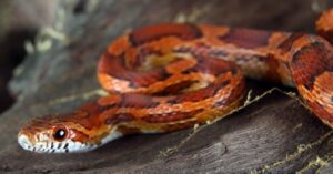 acts About Corn Snakes and Copperheads