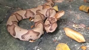 Key Differences Between Corn Snakes and Copperheads