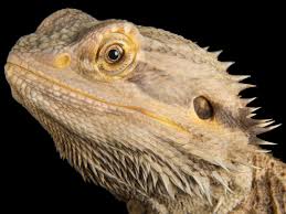 sources of stress and anxiety in bearded dragons