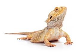  Symptoms of WHS in bearded dragons