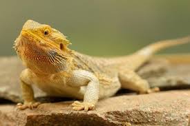 Treatment of Shaking in Bearded Dragons 