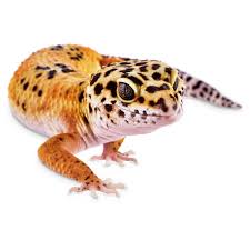 leopard geckos