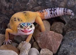 Do Leopard Geckos Lose Their Teeth