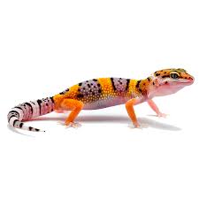 Leopard Gecko Dental Health