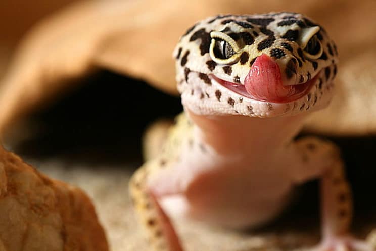 do leopard geckos have teeth