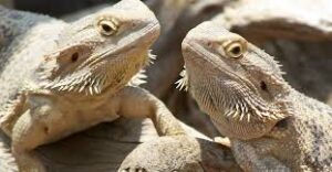 Risks of Feeding Mice to Bearded Dragons