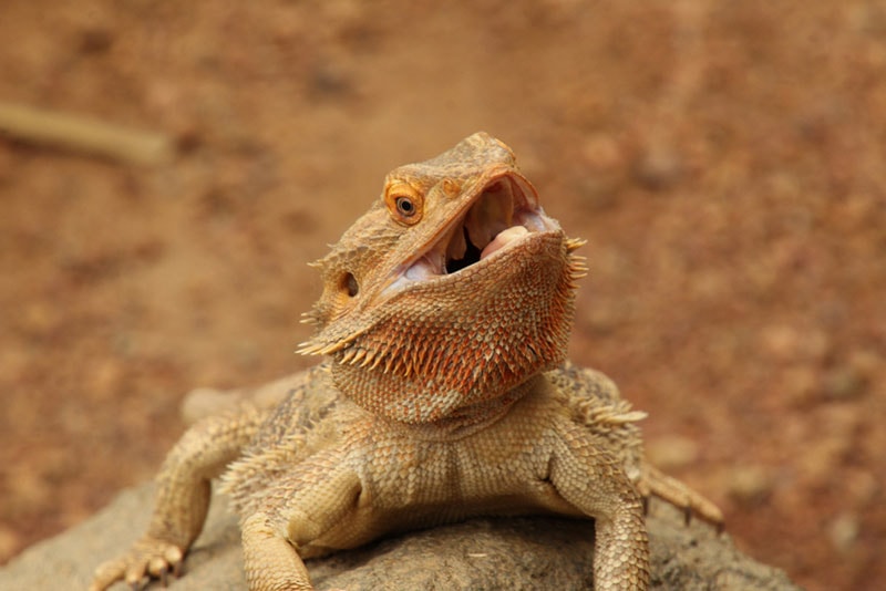 Can Bearded Dragons Eat Potatoes