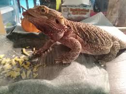 Can bearded dragons safely eat potatoes