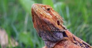 Can baby bearded dragons eat potatoes