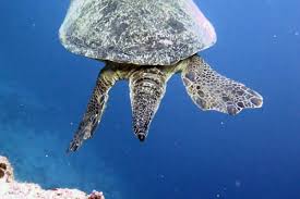 Sea turtle tail growth and development