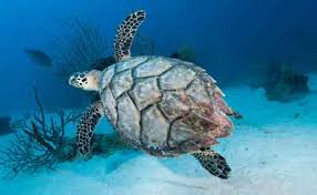 How to identify sea turtle gender by tail