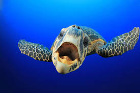 The Importance of Beaks in Sea Turtles' Survival