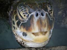 How Sea Turtles Eat Without Teeth