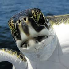 Sea Turtles' Diet and Feeding Habits