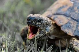 Can Tortoises Feel Pain
