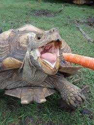 Do Tortoise Have Teeth