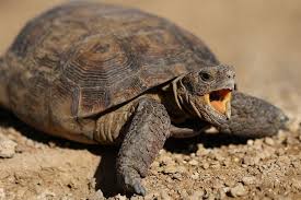 Is It Ok to Touch a Tortoise