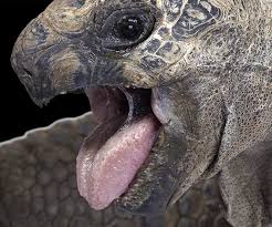 How Sharp Are Tortoise Teeth