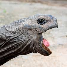 Can a Tortoise Smell