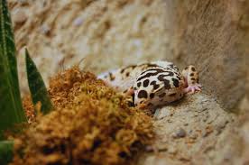 lifespan of a leopard gecko