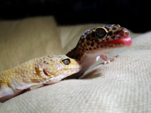 Is My Leopard Gecko Dead or Hibernating