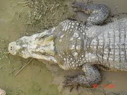 Why Do Alligators Shed Their Skin