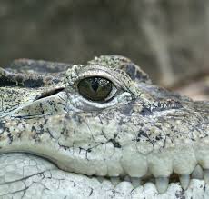 Observing Alligator Skin Shedding