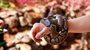 Care Requirements for Ball Pythons