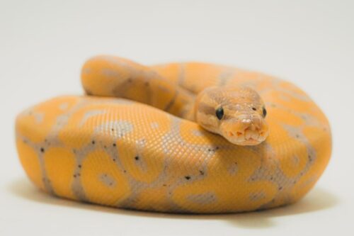 Are Ball Pythons Good Pets