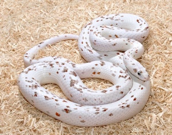 Best Pet Snakes for Beginners