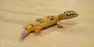 Leopard Gecko Tail Drop