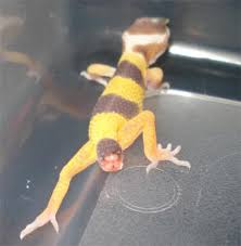 Leopard Gecko Tail Drop