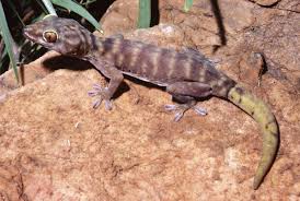 How many times can a gecko drop its tail