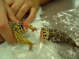 Is it painful for a gecko to lose its tail