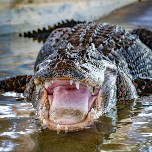 Animals Similar to Alligators