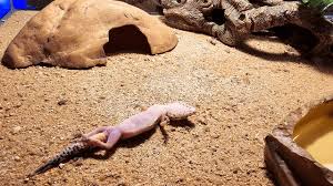 What to Do If Your Leopard Gecko Is Unresponsive