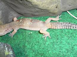 Can leopard geckos play dead