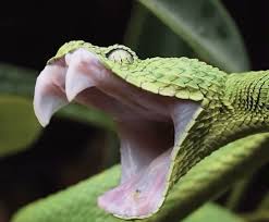 Why Do Snakes Yawn