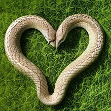 Does a Snake Have a Heart